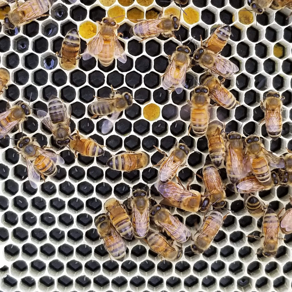 8-Frame Complete, Medium 6 5/8-inch Box with Frames and Foundation