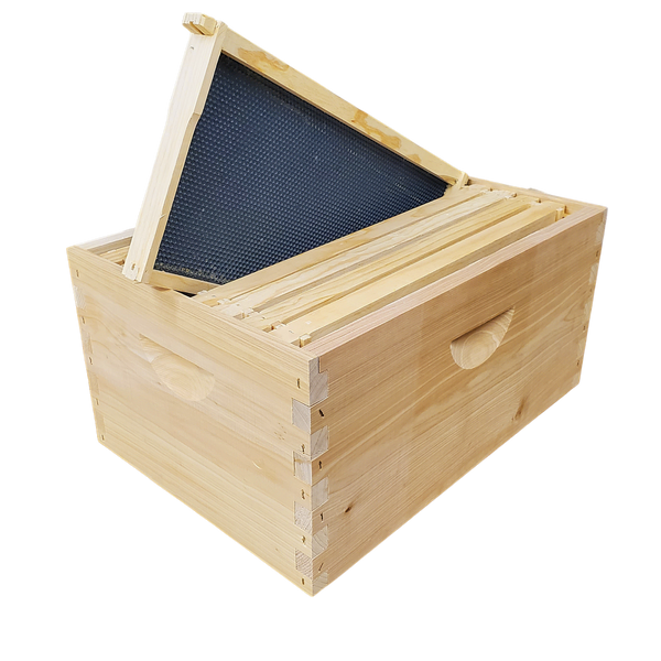 8-Frame Completed, Deep 9 5/8-inch Box with Frames and Foundation