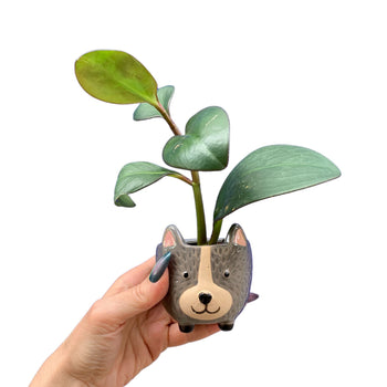 Hedgehog Pot | Decorative Ceramic Planter | 3.25